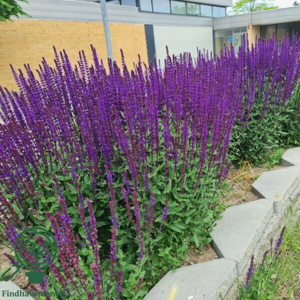 Salvia nemorosa 'Caradonna', Småblomstret salvie C0,8