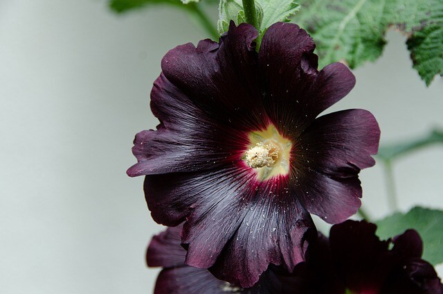 Alcea rosea 'Nigra', Stokrose