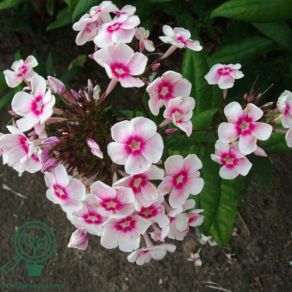 Phlox paniculata 'Europa', Høstfloks