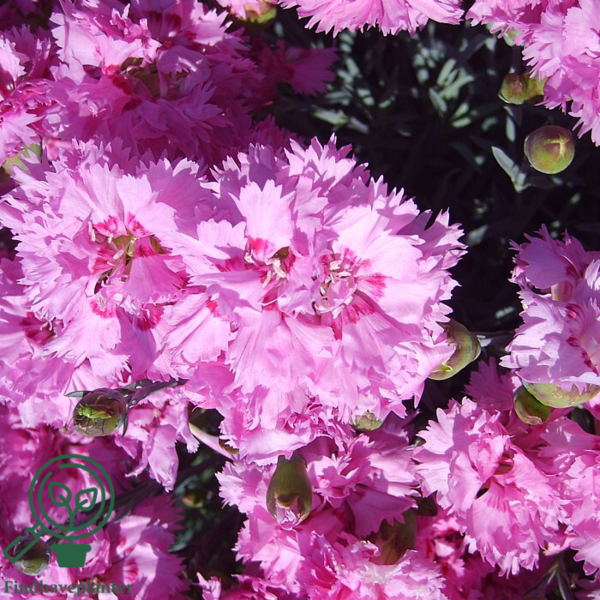 Dianthus plumarius 'Maggie', Nellike