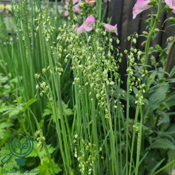 Briza media, Hjertegræs