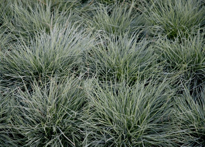 Festuca glauca 'Uchte', Bjørnegræs