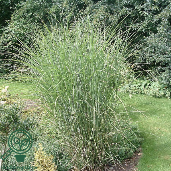 Miscanthus sinensis 'Gracillimus'