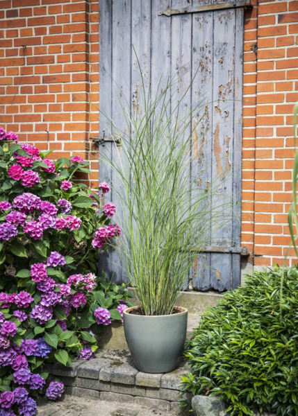 Miscanthus sinensis 'Gracillimus'