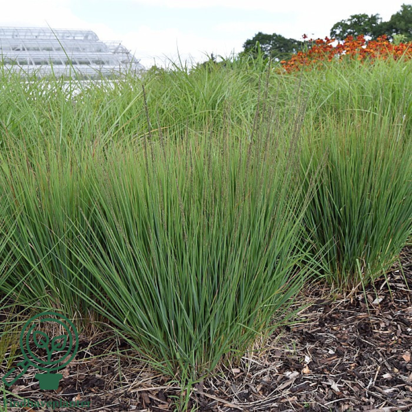 Molinia caerulea 'Moorhexe', Pibegræs/Blåtop