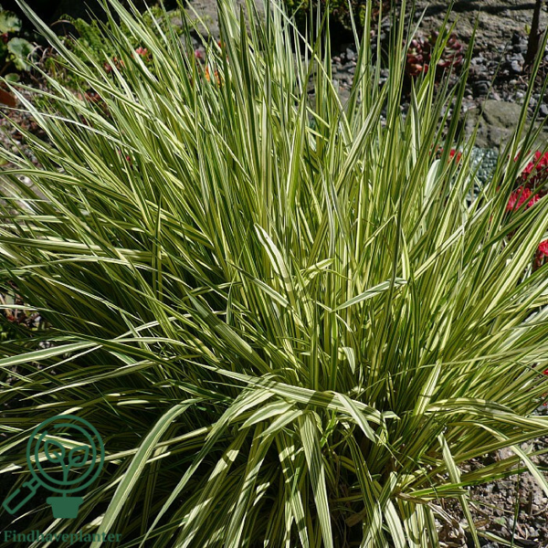 Molinia caerulea 'Variegata', Pibegræs/Blåtop