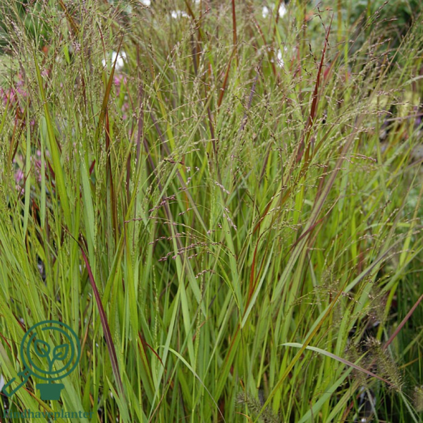 Panicum virgatum 'Rotstrahlbusch', Præriehirse