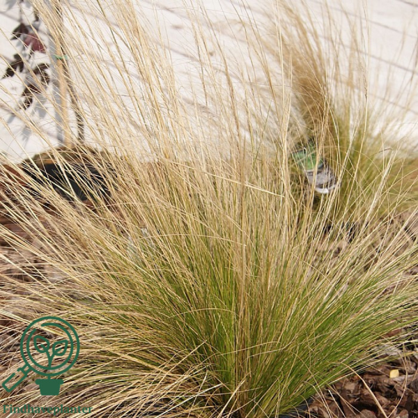 Stipa tenuissima 'Pony Tails', Fjergræs