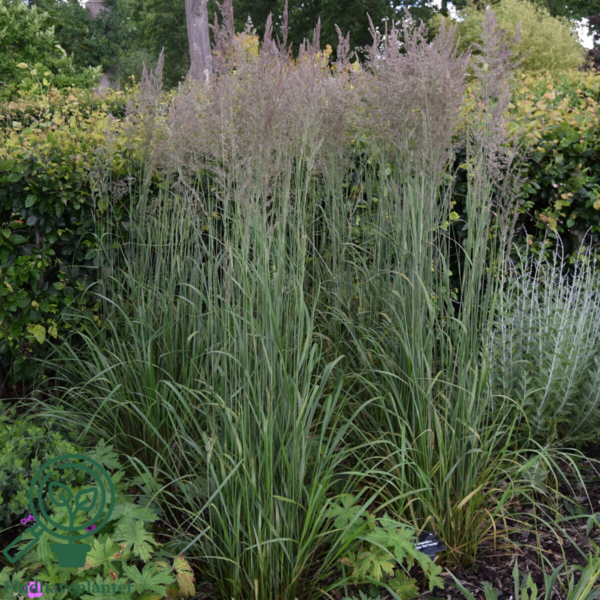 Molinia arundinacea 'Karl Foerster', Pibegræs/Blåtop