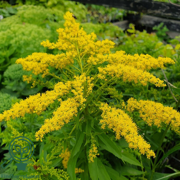 Solidago hybrid 'Strahlenkrone' Gyldenris