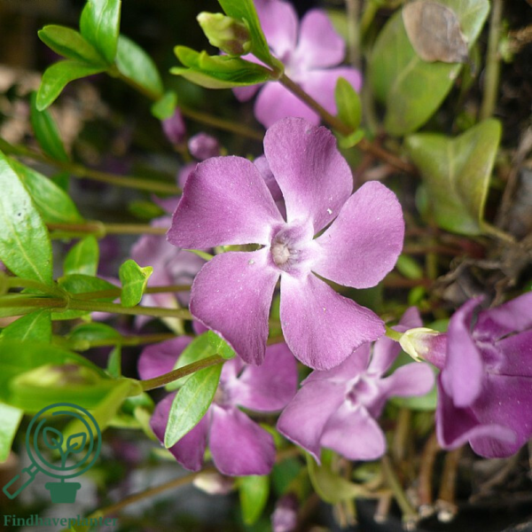Vinca minor 'Atropurpurea', Vintergrønt