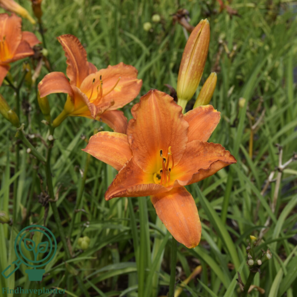 Hemerocallis hybrid 'Mauna Loa', Daglilje