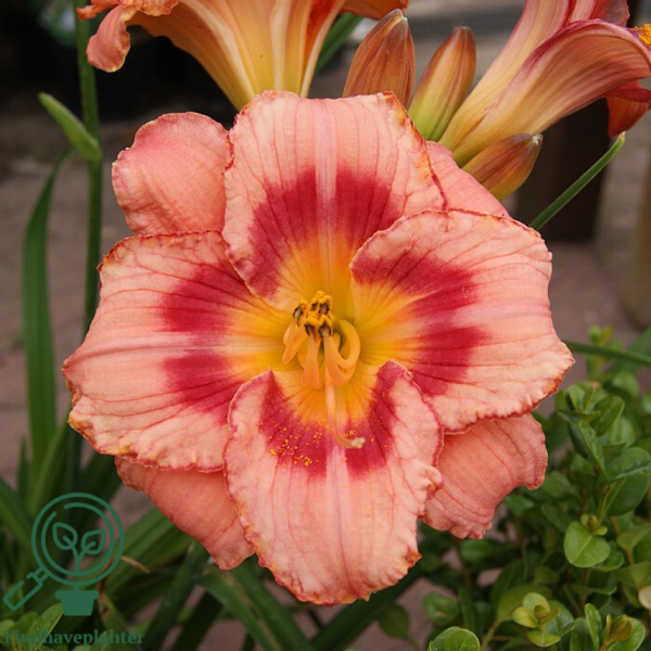 Hemerocallis hybrid 'Strawberry Candy', Daglilje