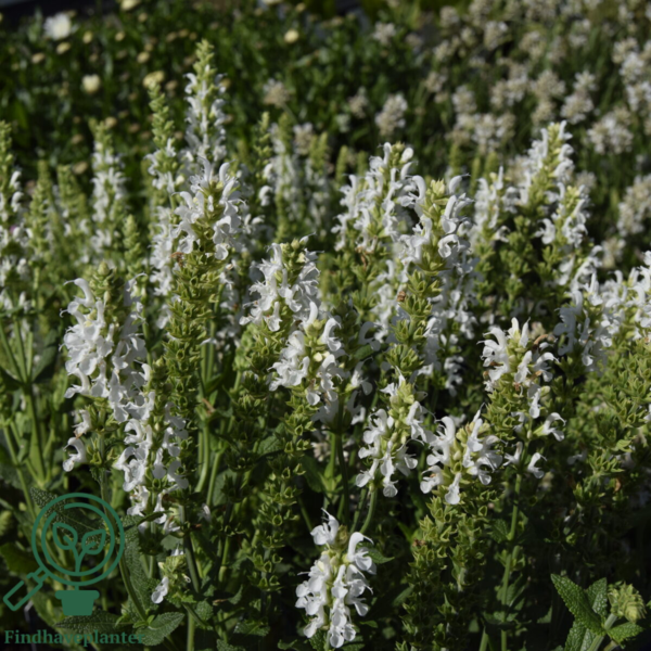 Salvia nemorosa 'Schneehügel', Småblomstret salvie