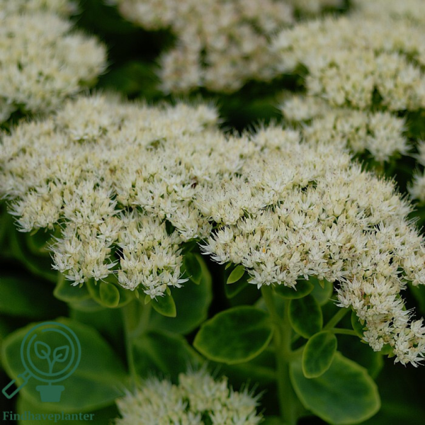 Sedum spectabile 'Stardust', Kinesisk sankthansurt
