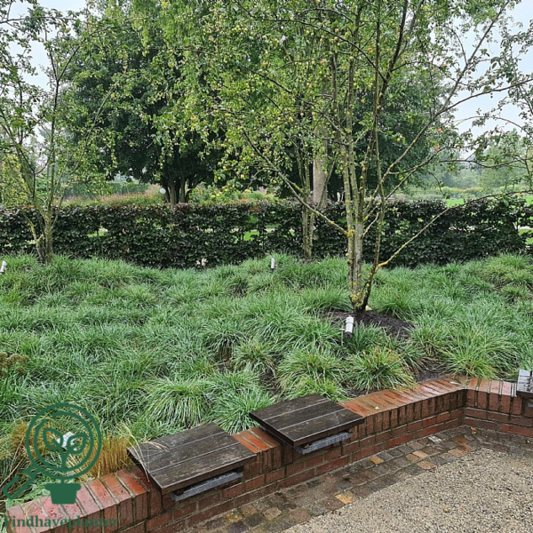 Sesleria caerulea, Kalkblåaks