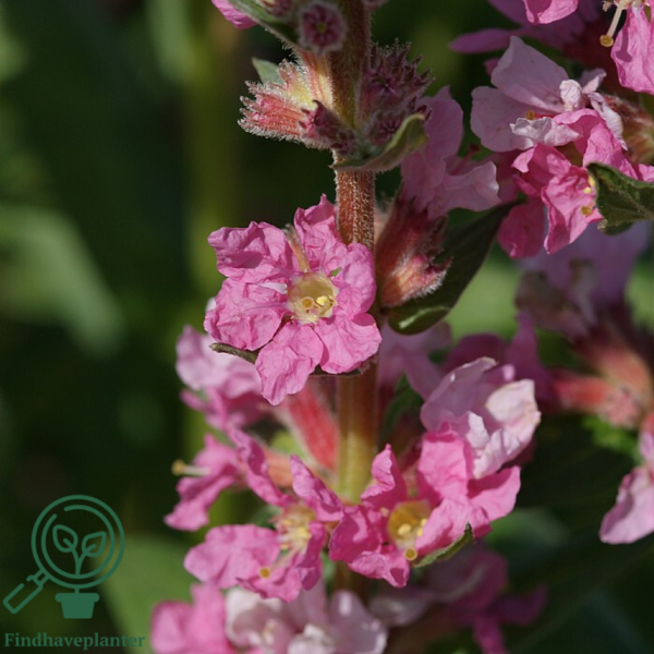 Lythrum salicaria 'Blush', Kattehale