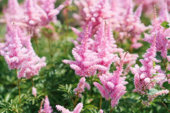 Astilbe chinensis 'Razzle Dazzle'®, Astilbe