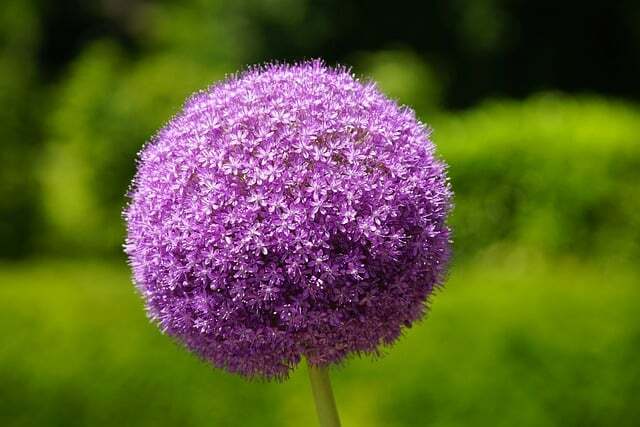 Allium senescens 'Lavender Bubbles'®, Prydløg