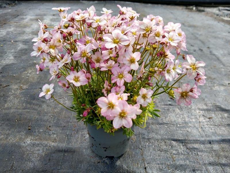 Saxifraga x arendsii 'Apple Blossom'