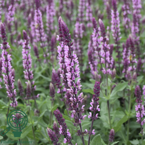 Salvia nemorosa 'Caradonna Pink'®, Småblomstret salvie