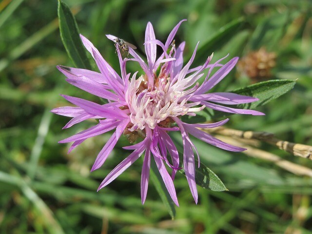 Centaurea jacea, Knopurt