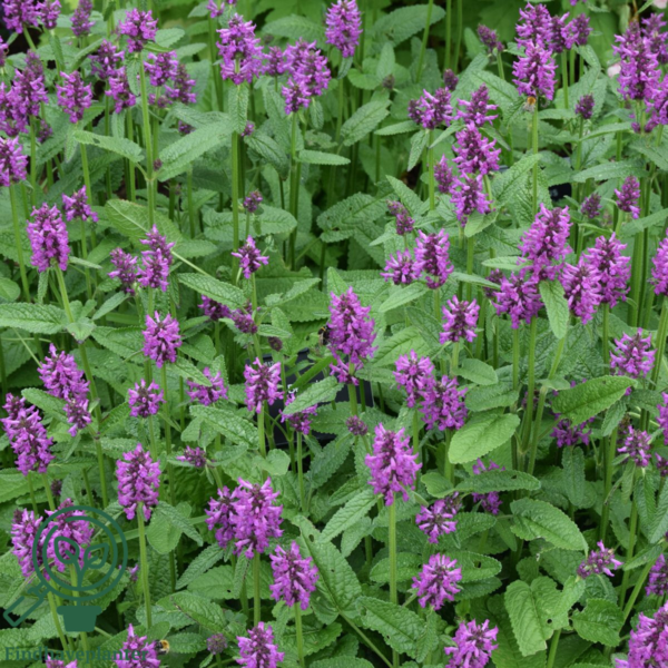Stachys monieri 'Hummelo', Havebetonie