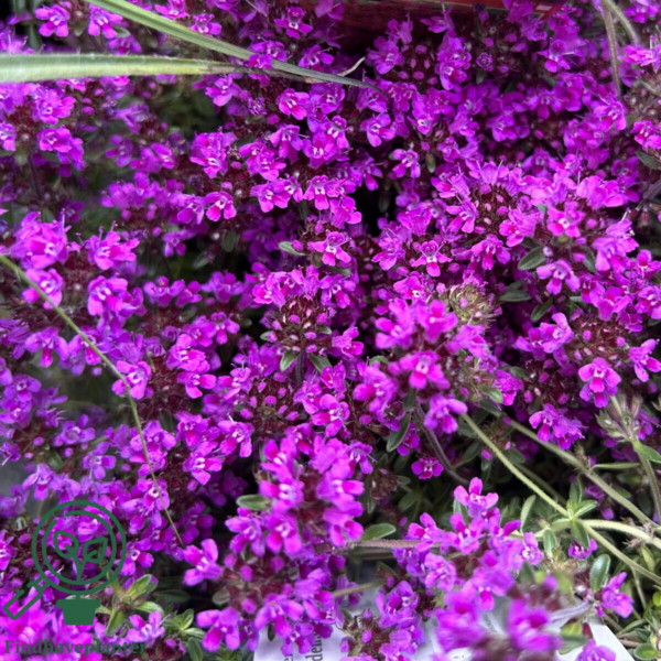 Thymus praecox 'Red Carpet', Tidlig timian
