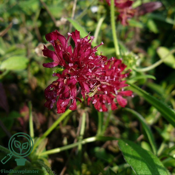 Knautia macedonica 'Mars Midget', Blåhat