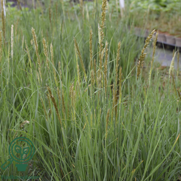 Melica ciliata, Håret flitteraks