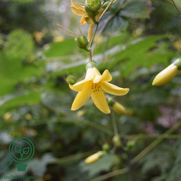 Kirengeshoma palmata, Månestråle