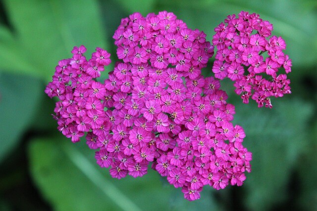 Achillea millefolium 'Lilac Beauty', Røllike