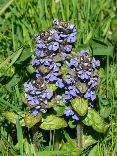 Ajuga reptans 'Rosea', Krybende Læbeløs