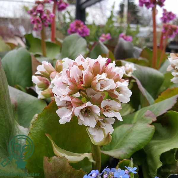 Bergenia hybrid 'Bressingham White', Kæmpe-Stenbræk