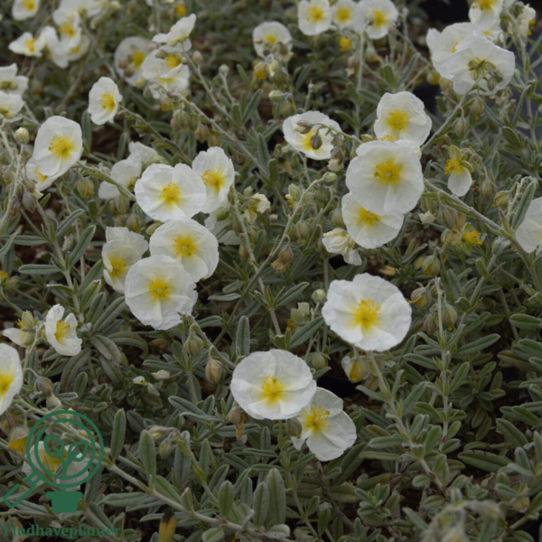 Helianthemum hybrid 'The Bride', Soløje