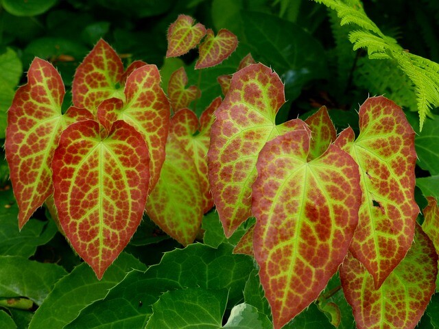 Epimedium perralchicum 'Frohnleiten', Bispehue