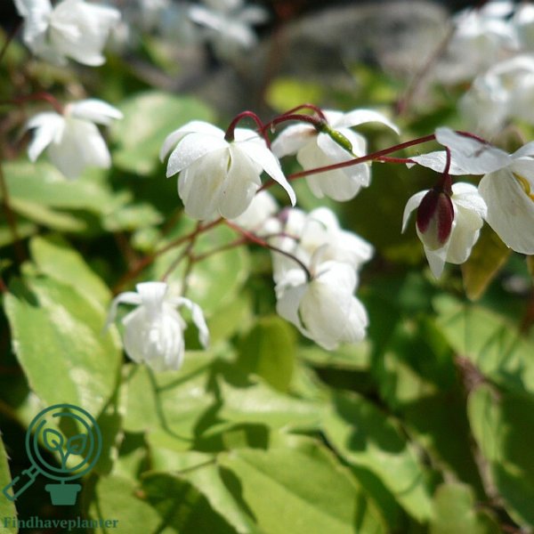 Epimedium youngianum 'Niveum', Bispehue