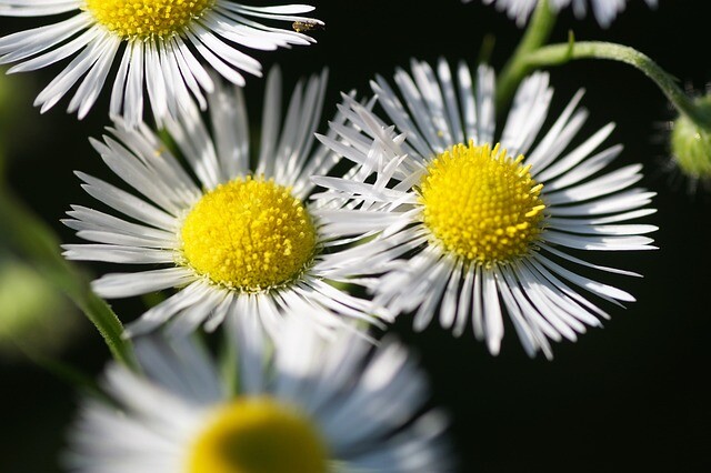 Erigeron hybrid 'Summerneuschnee', Bakkestjerne