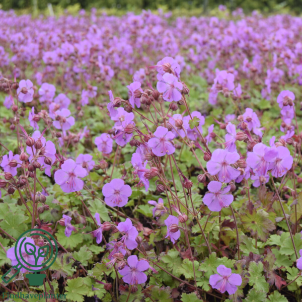 Geranium cantabrigiense 'Karmina', Storkenæb