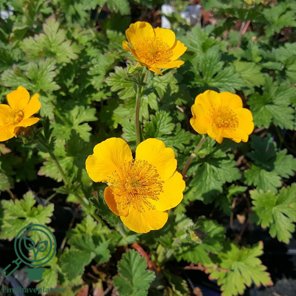 Geum hybrid 'Carlskær', Nellikerod