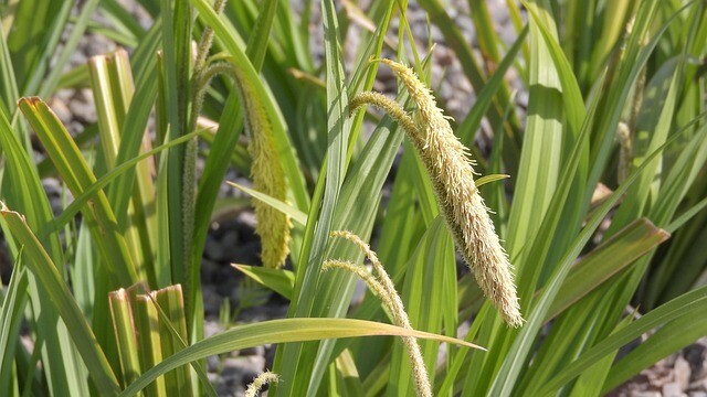 Carex pendula, Star