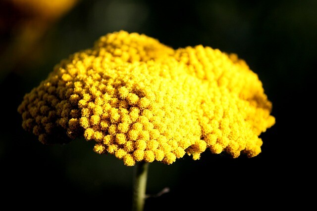 Achillea hybrid 'Coronation Gold', Røllike
