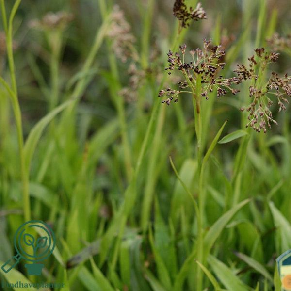 Luzula sylvatica, Stor Frytle