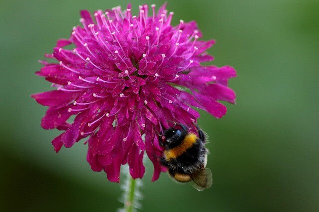 Knautia macedonica, Blåhat