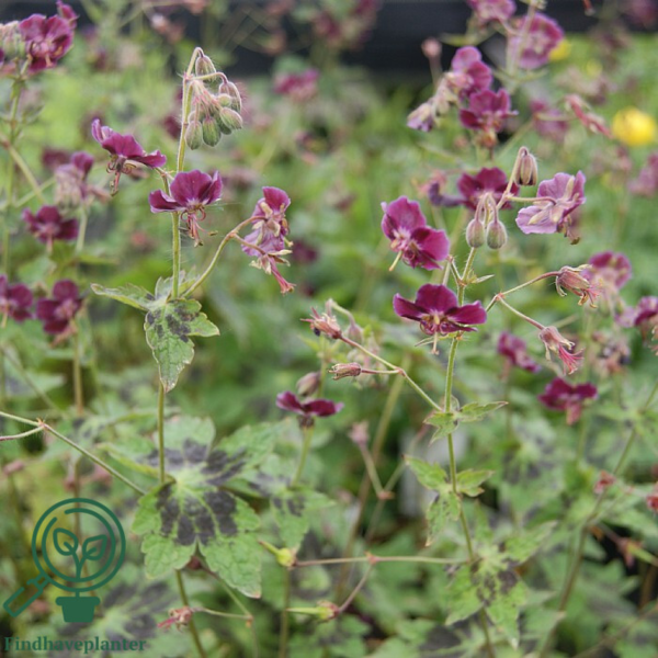 Geranium phaeum 'Samobor', Storkenæb