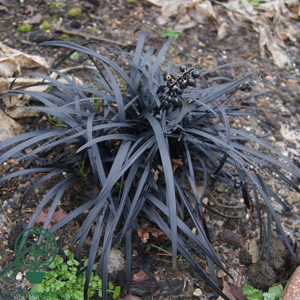 Ophiopogon planiscapus var. nigrescens, Slangeskæg