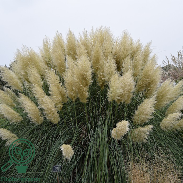 Cortaderia selloana 'Pumila' Pampasgræs