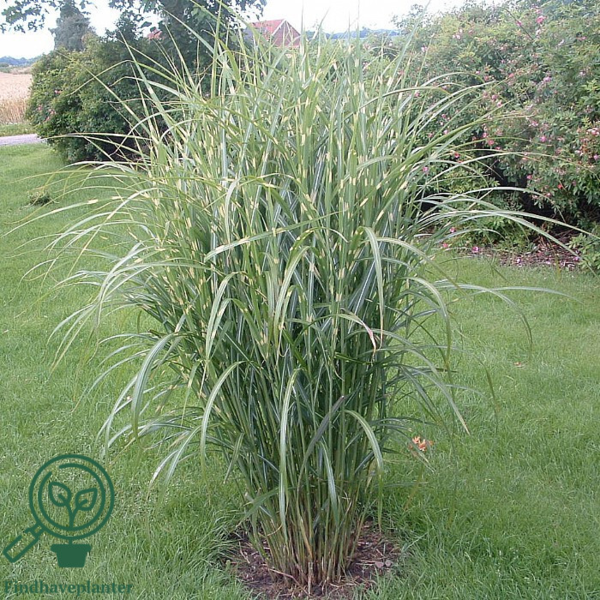 Miscanthus sinensis 'Strictus', Kinesisk elefantgræs