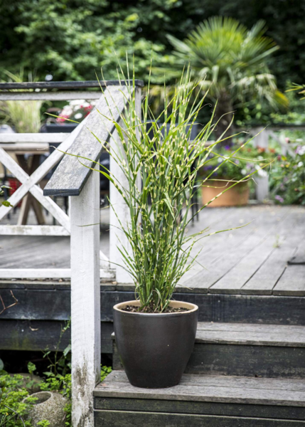 Miscanthus sinensis 'Strictus', Kinesisk elefantgræs