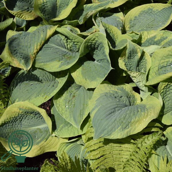 Hosta sieboldiana-hybrid 'Frances Williams', Funkia
